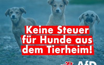 Keine Steuer für Hunde aus dem Tierheim